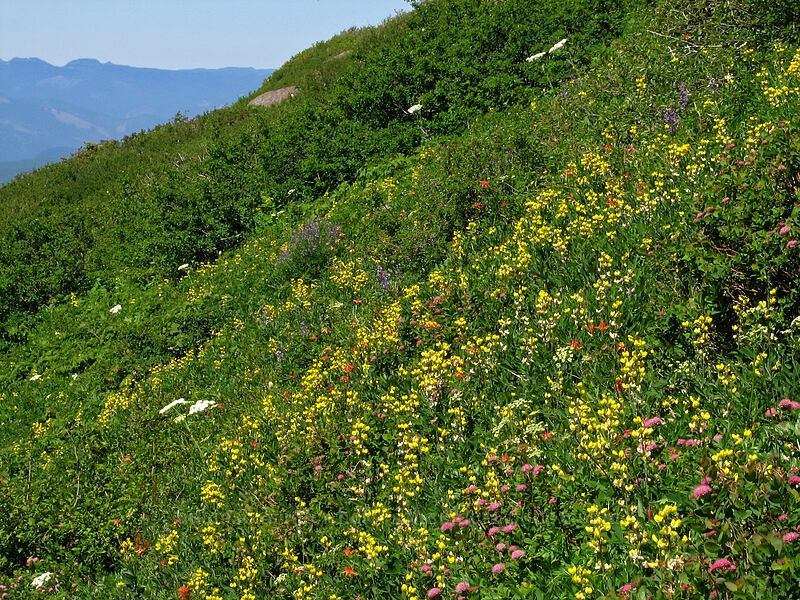 wildflowers (Thermopsis montana, Spiraea splendens (Spiraea densiflora), Ligusticum sp., Lupinus latifolius, Aquilegia formosa) [Silver Star Mountain, Gifford Pinchot Nat'l Forest, Skamania County, Washington]