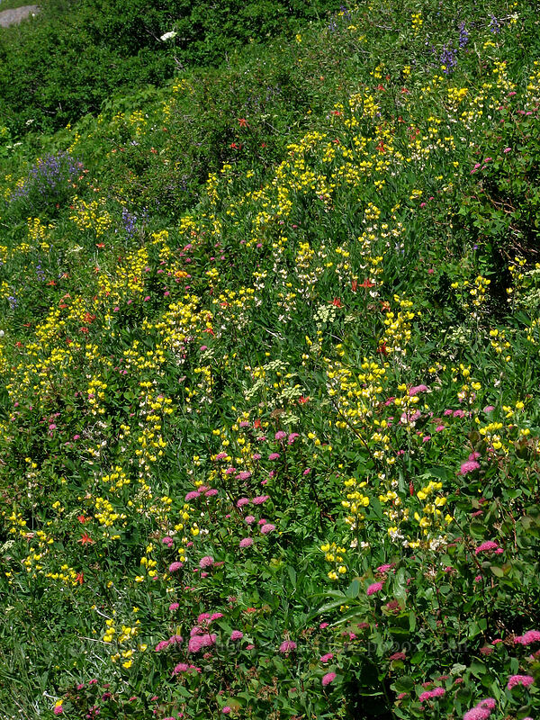 wildflowers (Thermopsis montana, Spiraea splendens (Spiraea densiflora), Ligusticum sp., Lupinus latifolius, Aquilegia formosa) [Silver Star Mountain, Gifford Pinchot Nat'l Forest, Skamania County, Washington]