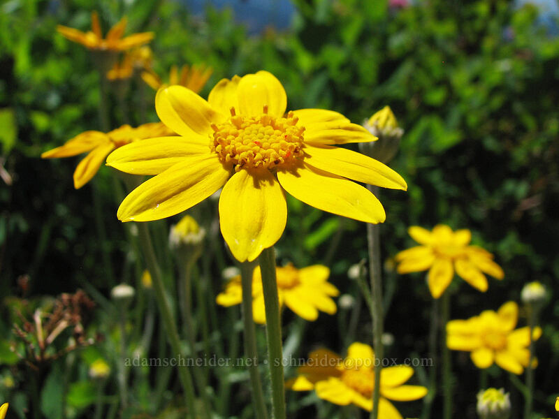 Oregon sunshine (woolly sunflower) (Eriophyllum lanatum) [Silver Star Mountain, Gifford Pinchot Nat'l Forest, Skamania County, Washington]