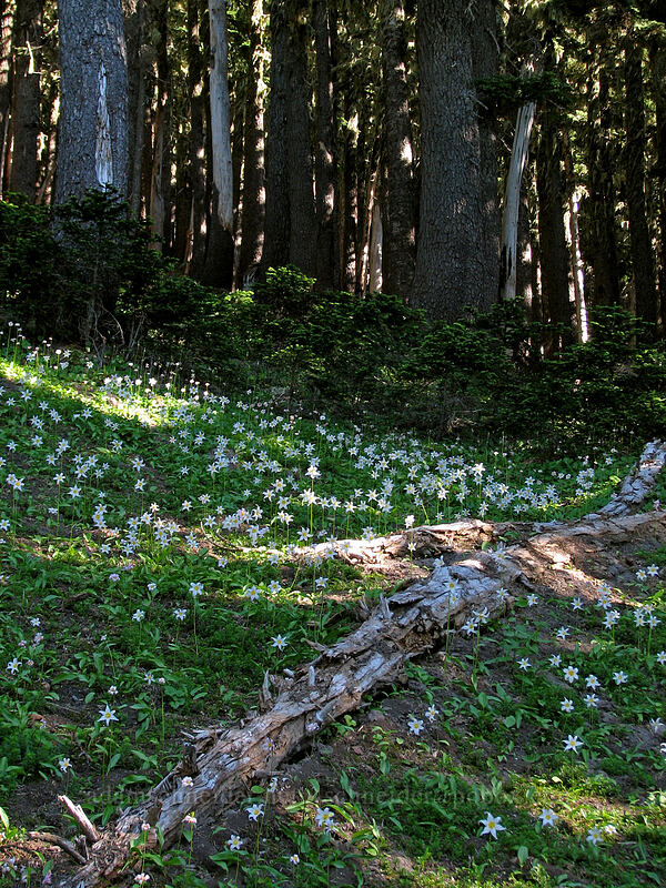 avalanche lilies (Erythronium montanum) [Eden Park Loop Trail, Mt. Hood Wilderness, Hood River County, Oregon]