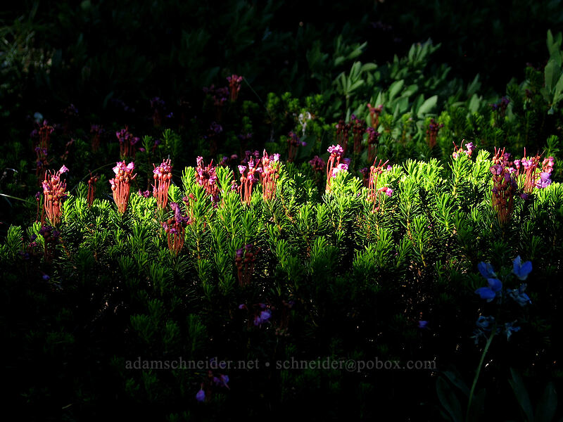 pink mountain heather (Phyllodoce empetriformis) [Eden Park, Mt. Hood Wilderness, Hood River County, Oregon]