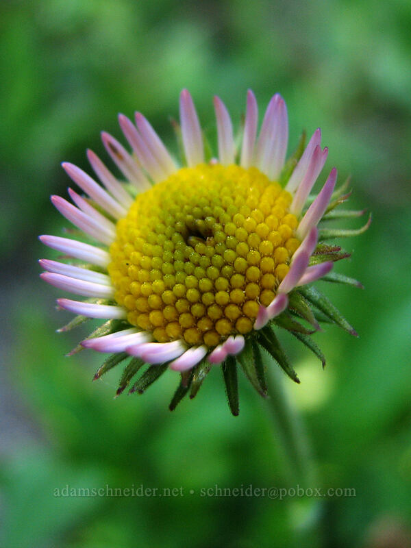 subalpine fleabane (Erigeron glacialis var. glacialis) [Eden Park, Mt. Hood Wilderness, Hood River County, Oregon]