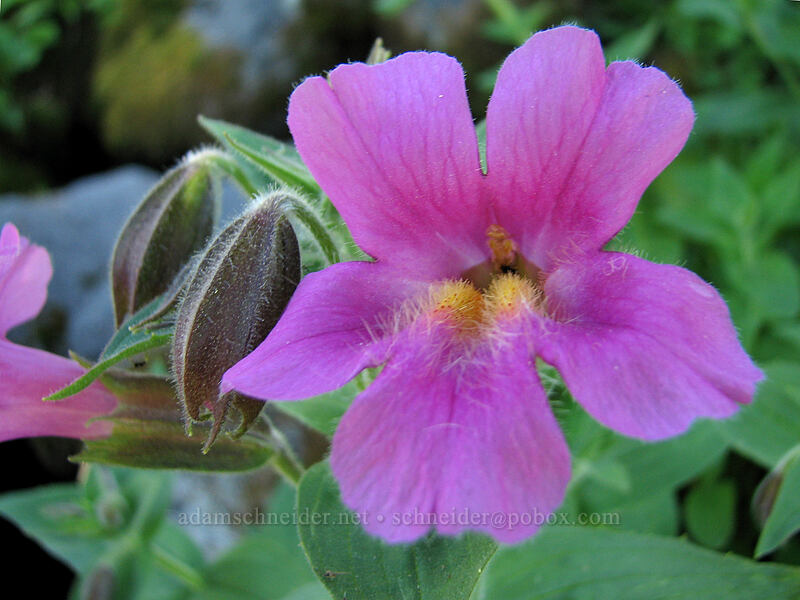 Lewis' monkeyflower (Erythranthe lewisii (Mimulus lewisii)) [above Eden Park, Mt. Hood Wilderness, Hood River County, Oregon]