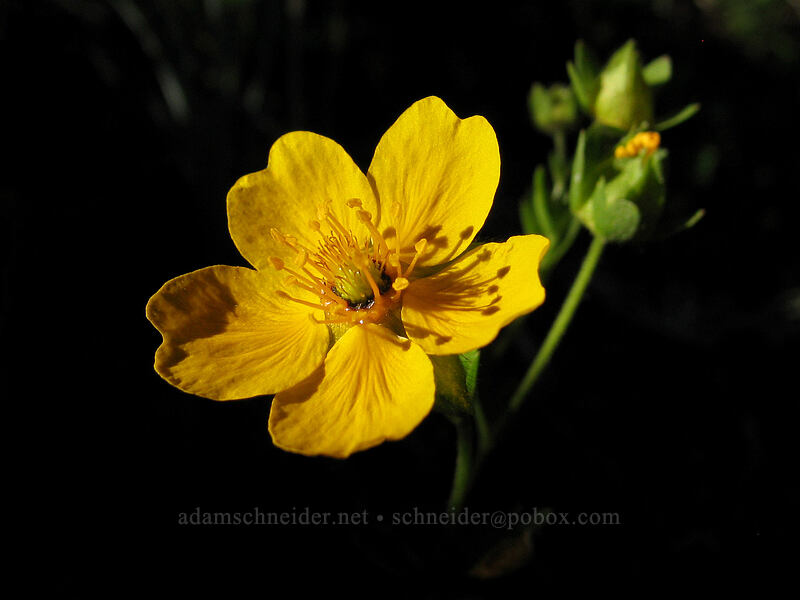 fan-leaf cinquefoil (Potentilla flabellifolia) [Timberline Trail, Mt. Hood Wilderness, Hood River County, Oregon]