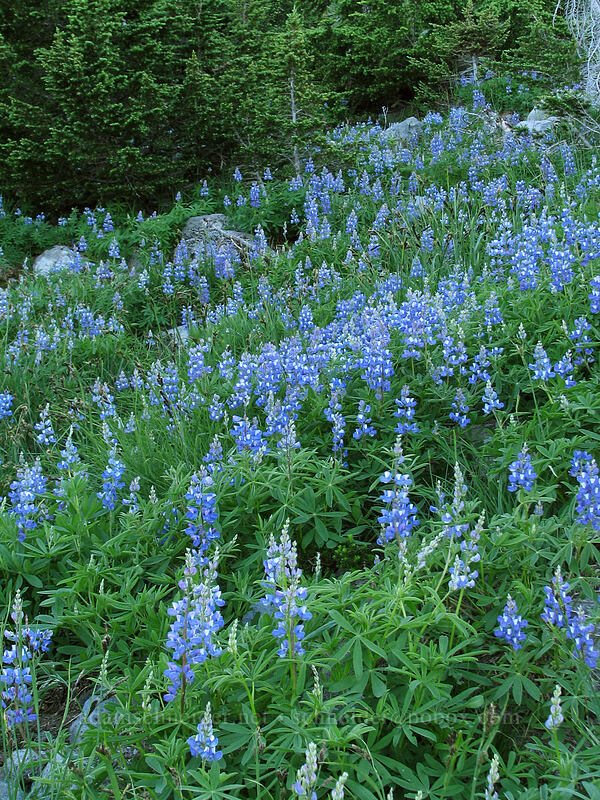 lupines (Lupinus latifolius) [Timberline Trail, Mt. Hood Wilderness, Hood River County, Oregon]