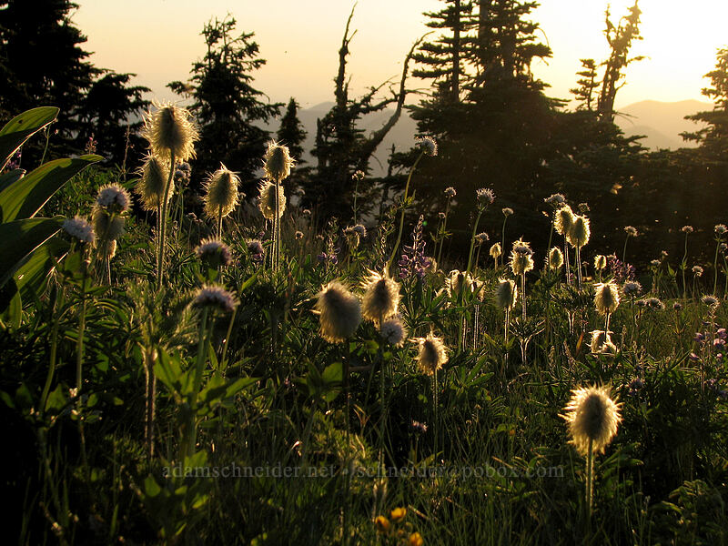 western pasqueflower seed heads (Anemone occidentalis (Pulsatilla occidentalis)) [above Wy'East Basin, Mt. Hood Wilderness, Hood River County, Oregon]