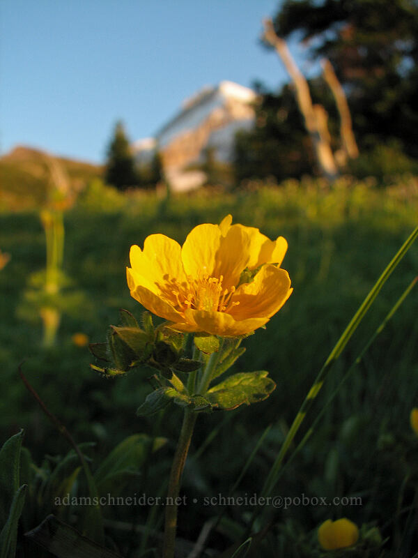 fan-leaf cinquefoil (Potentilla flabellifolia) [above Wy'East Basin, Mt. Hood Wilderness, Hood River County, Oregon]