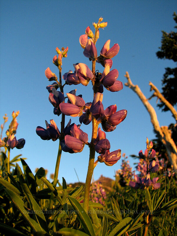 lupines (Lupinus latifolius) [above Wy'East Basin, Mt. Hood Wilderness, Hood River County, Oregon]