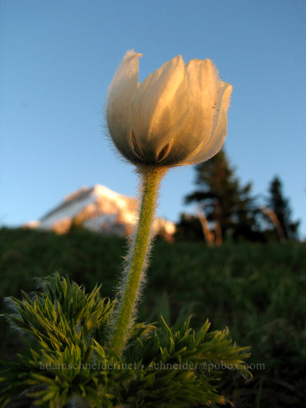 western pasqueflower (Anemone occidentalis (Pulsatilla occidentalis)) [above Wy'East Basin, Mt. Hood Wilderness, Hood River County, Oregon]