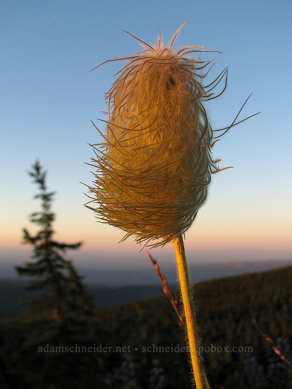 western pasqueflower seed heads (Anemone occidentalis (Pulsatilla occidentalis)) [above Wy'East Basin, Mt. Hood Wilderness, Hood River County, Oregon]