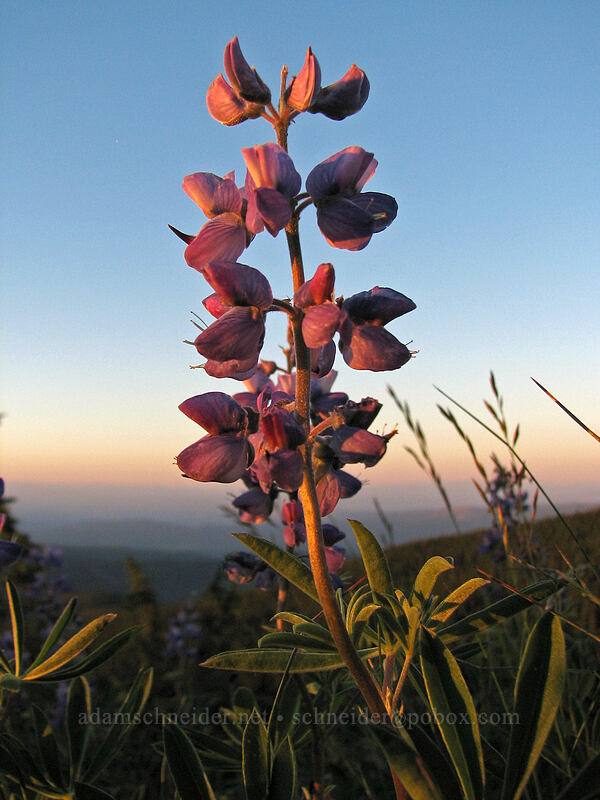 lupine at sunset (Lupinus latifolius) [above Wy'East Basin, Mt. Hood Wilderness, Hood River County, Oregon]
