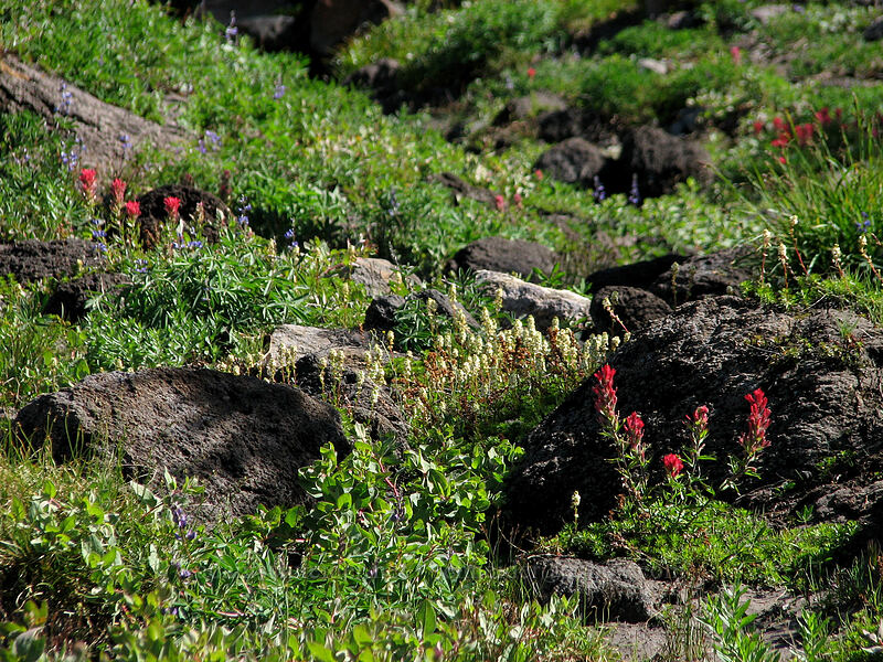 partridgefoot & paintbrush (Luetkea pectinata, Castilleja sp.) [Timberline Trail, Mt. Hood National Forest, Clackamas County, Oregon]
