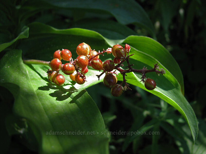 false solomon's seal (Maianthemum racemosum ssp. amplexicaule (Smilacina racemosa)) [Zigzag Canyon, Mt. Hood Wilderness, Clackamas County, Oregon]