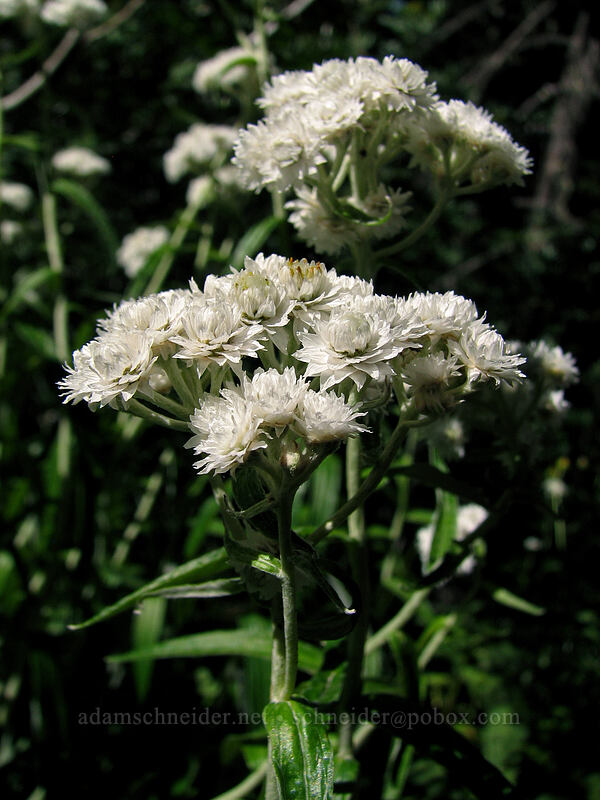 pearly everlasting (Anaphalis margaritacea) [Zigzag Canyon, Mt. Hood Wilderness, Clackamas County, Oregon]