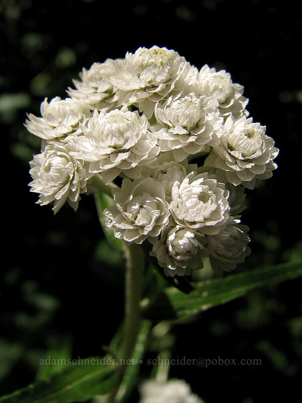 pearly everlasting (Anaphalis margaritacea) [Zigzag Canyon, Mt. Hood Wilderness, Clackamas County, Oregon]