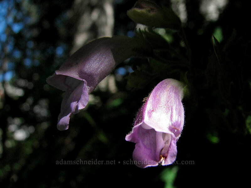 turtle-head (Nothochelone nemorosa) [Zigzag Canyon, Mt. Hood Wilderness, Clackamas County, Oregon]