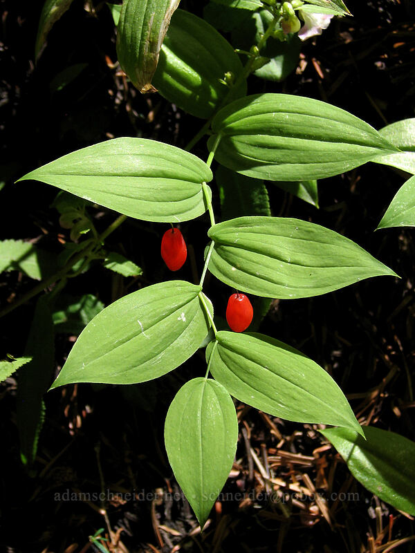 clasping twisted-stalk berries (Streptopus amplexifolius) [Zigzag Canyon, Mt. Hood Wilderness, Clackamas County, Oregon]