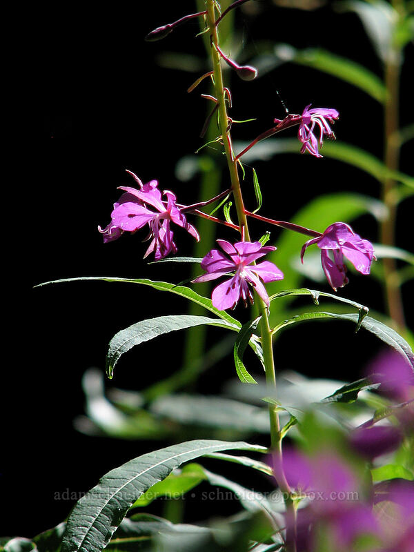 fireweed (Chamerion angustifolium (Chamaenerion angustifolium) (Epilobium angustifolium)) [Zigzag Canyon, Mt. Hood Wilderness, Clackamas County, Oregon]
