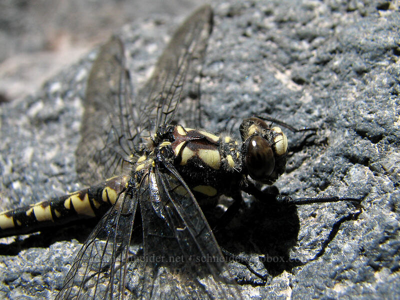 black petaltail dragonfly (Tanypteryx hageni) [Zigzag Canyon, Mt. Hood Wilderness, Clackamas County, Oregon]