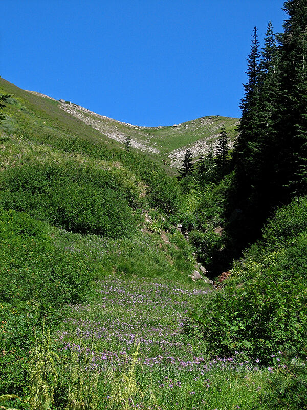green valley north of Zigzag Canyon [Paradise Park, Mt. Hood Wilderness, Clackamas County, Oregon]