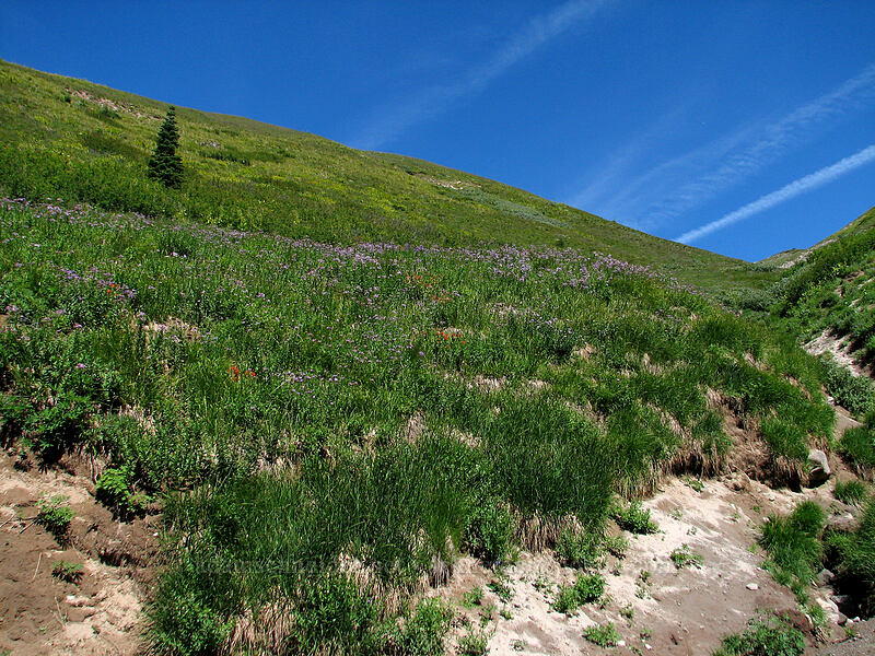 aster-covered hillside (Doellingeria ledophylla (Eucephalus ledophyllus) (Aster ledophyllus)) [Paradise Park, Mt. Hood Wilderness, Clackamas County, Oregon]