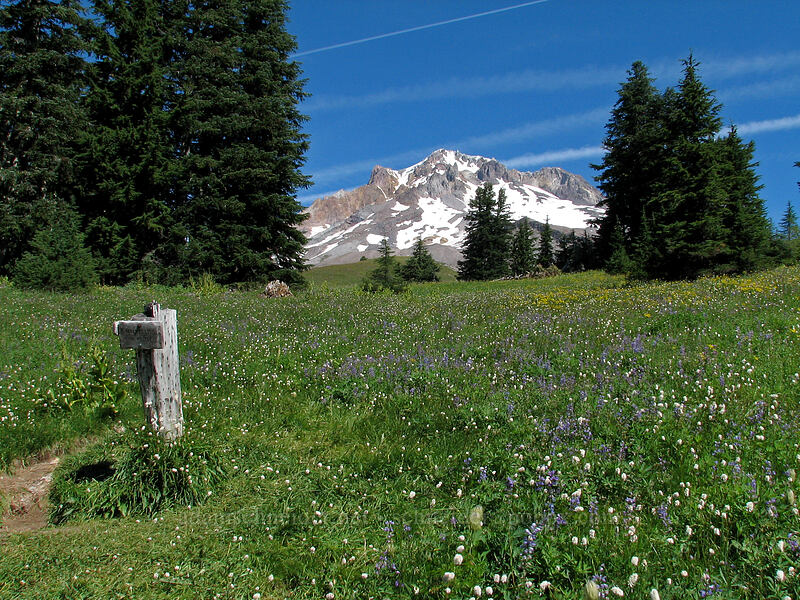 Paradise Park trail junction [Paradise Park, Mt. Hood Wilderness, Clackamas County, Oregon]