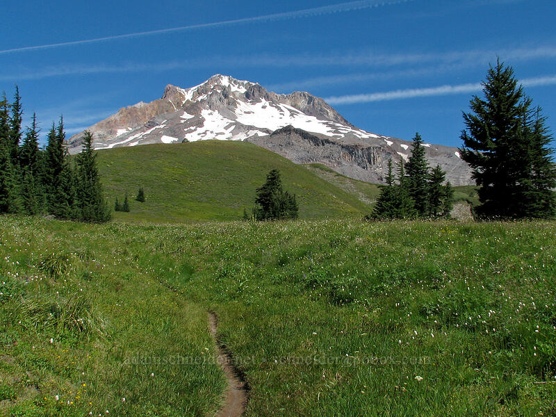 user trail toward Mississippi Head [Paradise Park, Mt. Hood Wilderness, Clackamas County, Oregon]