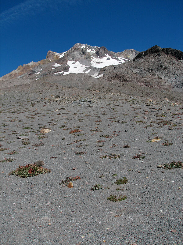 barren slopes [west rim of Zigzag Canyon, Mt. Hood Wilderness, Clackamas County, Oregon]