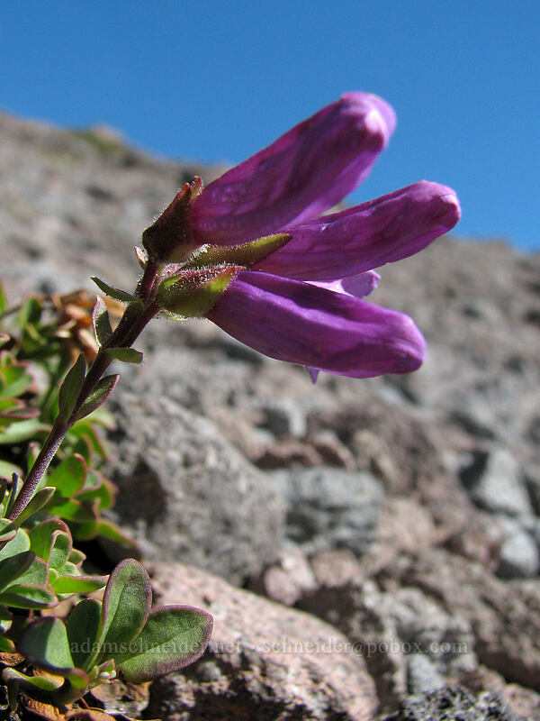 Davidson's penstemon (Penstemon davidsonii) [west rim of Zigzag Canyon, Mt. Hood Wilderness, Clackamas County, Oregon]