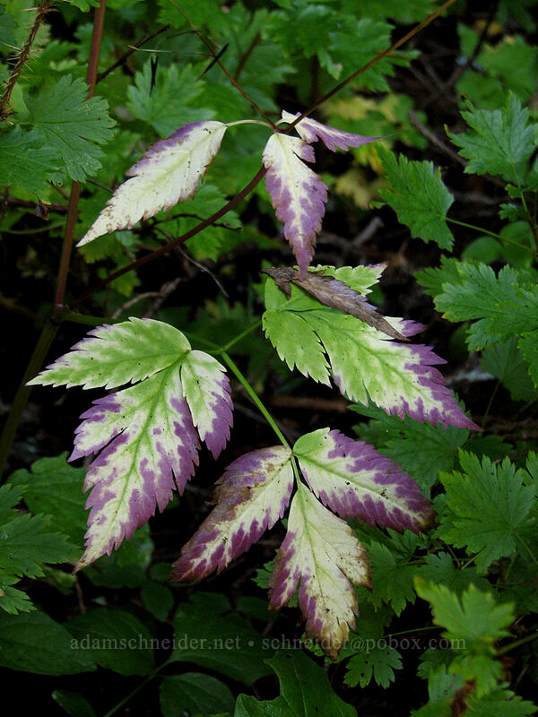 autumn leaves [Indian Heaven Trail, Indian Heaven Wilderness, Skamania County, Washington]