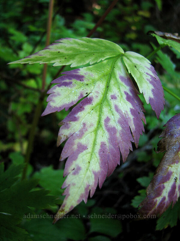 autumn leaves [Indian Heaven Trail, Indian Heaven Wilderness, Skamania County, Washington]