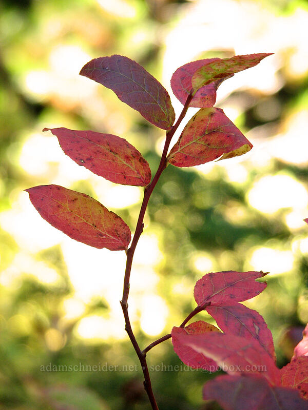 autumn huckleberry leaves (Vaccinium sp.) [Indian Heaven Trail, Indian Heaven Wilderness, Skamania County, Washington]