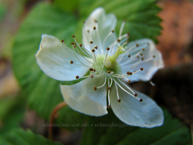 dwarf bramble (Rubus lasiococcus) [Indian Heaven Trail, Indian Heaven Wilderness, Skamania County, Washington]