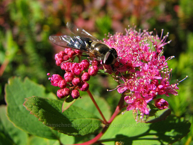 flower fly on spirea (Spiraea splendens (Spiraea densiflora)) [Indian Heaven Trail, Indian Heaven Wilderness, Skamania County, Washington]