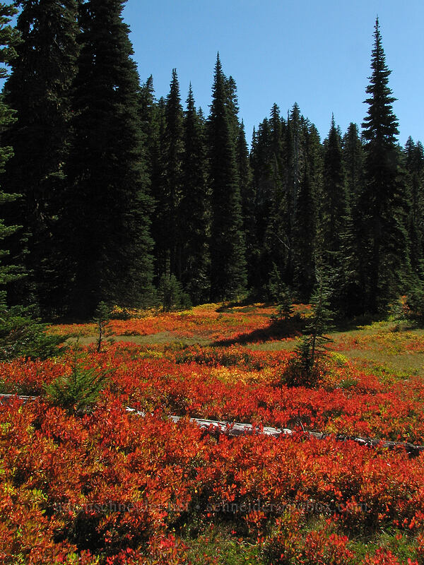 fall colors [Indian Heaven Trail, Indian Heaven Wilderness, Skamania County, Washington]