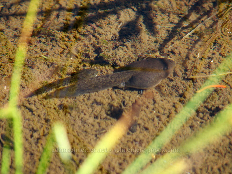Cascades frog tadpoles (Rana cascadae) [Indian Heaven Trail, Indian Heaven Wilderness, Skamania County, Washington]