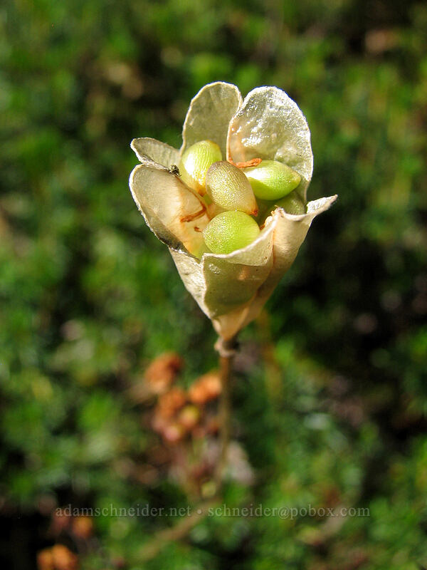 avalanche lily seeds (Erythronium montanum) [Indian Heaven Trail, Indian Heaven Wilderness, Skamania County, Washington]