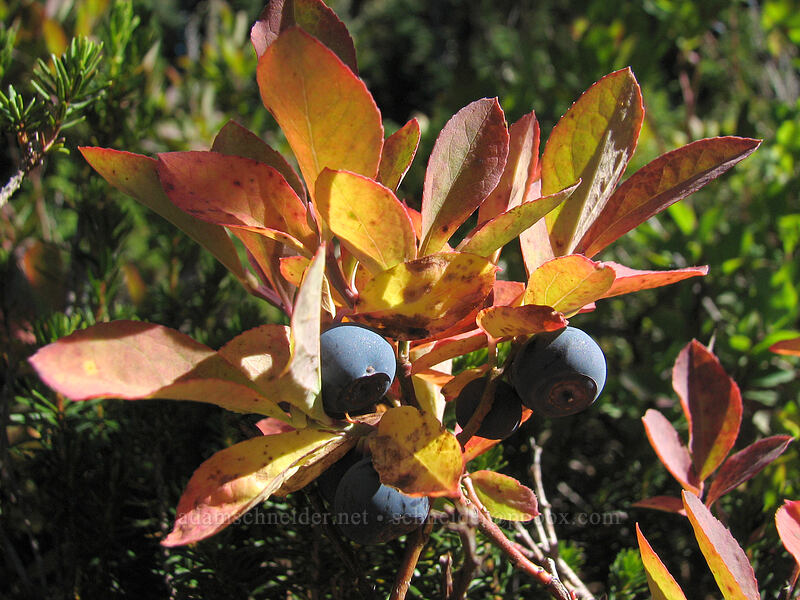huckleberries (Vaccinium sp.) [Lemei Trail, Indian Heaven Wilderness, Skamania County, Washington]