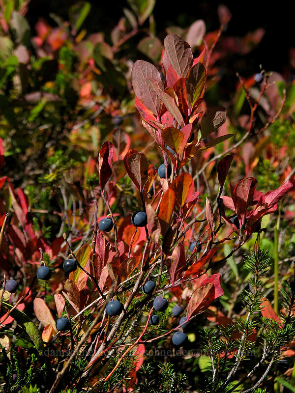 huckleberries (Vaccinium sp.) [Lemei Trail, Indian Heaven Wilderness, Skamania County, Washington]