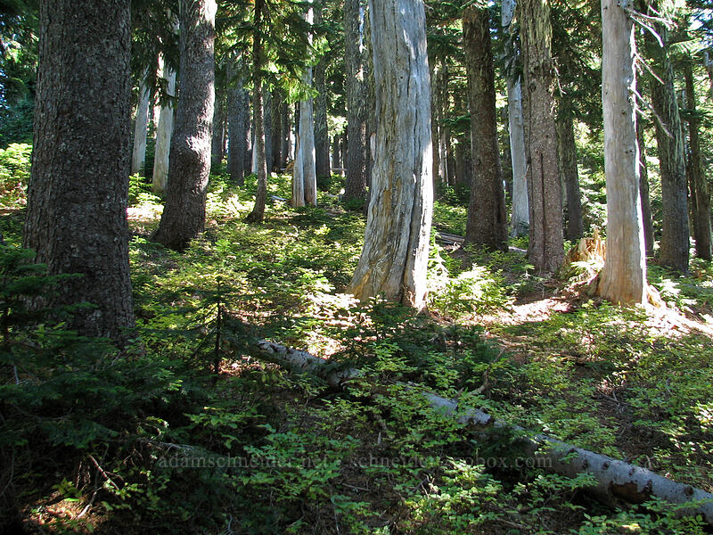bushwhack up the ridge [NW ridge of Lemei Rock, Indian Heaven Wilderness, Skamania County, Washington]