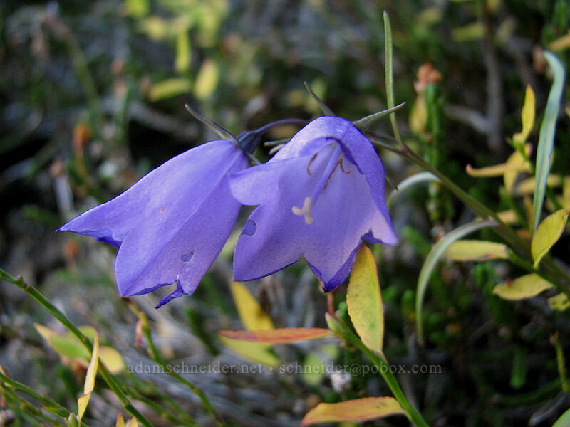 harebells (Campanula petiolata (Campanula rotundifolia)) [east side of Lemei Rock, Indian Heaven Wilderness, Skamania County, Washington]