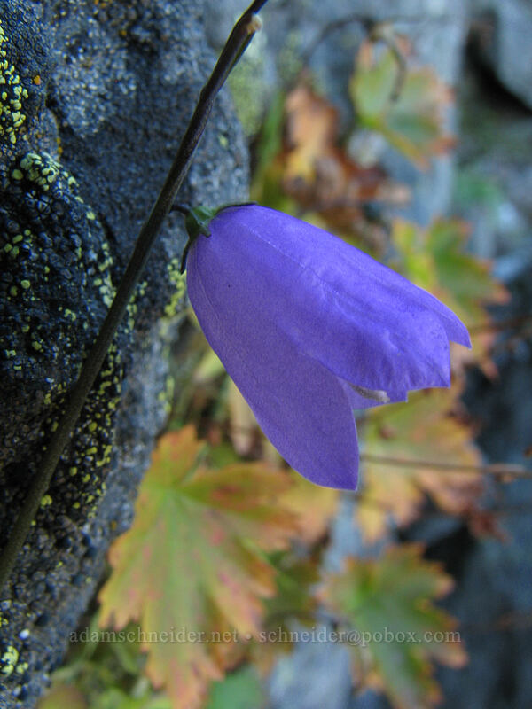 harebell (Campanula petiolata (Campanula rotundifolia)) [east side of Lemei Rock, Indian Heaven Wilderness, Skamania County, Washington]