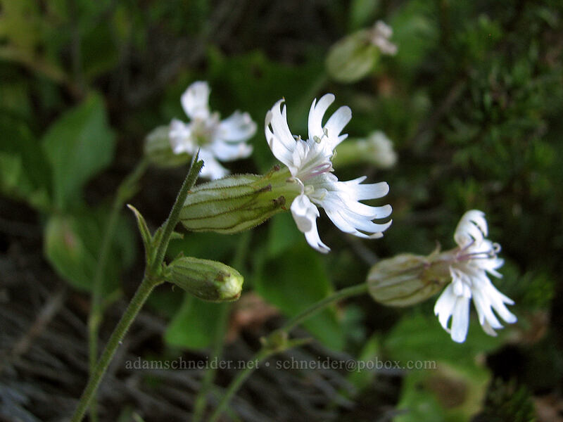 Parry's catchfly (Silene parryi) [east side of Lemei Rock, Indian Heaven Wilderness, Skamania County, Washington]