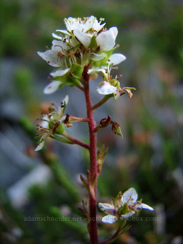 partridgefoot (Luetkea pectinata) [east side of Lemei Rock, Indian Heaven Wilderness, Skamania County, Washington]