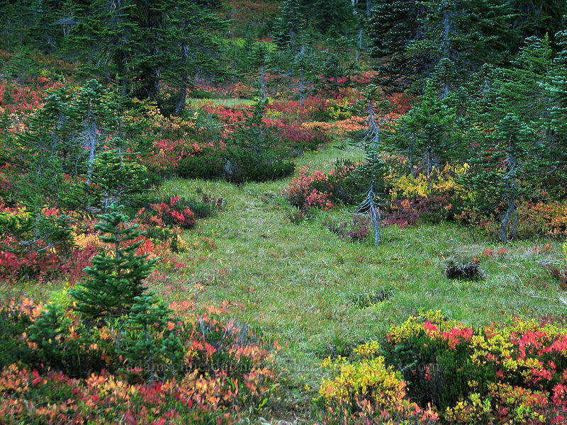 fall colors [Indian Heaven Trail, Indian Heaven Wilderness, Skamania County, Washington]