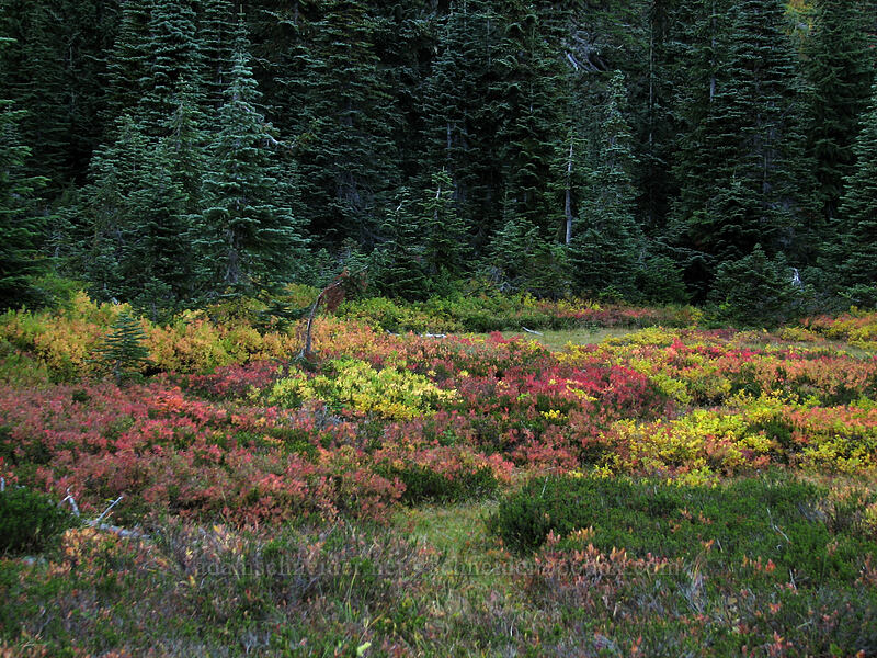fall colors in the shade [Indian Heaven Trail, Indian Heaven Wilderness, Skamania County, Washington]