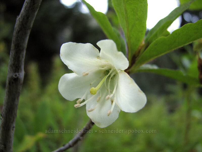 Cascade azalea (Rhododendron albiflorum) [Indian Heaven Trail, Indian Heaven Wilderness, Skamania County, Washington]