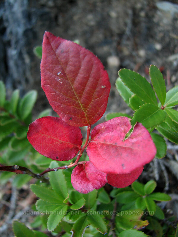huckleberry leaves & Oregon box leaves (Vaccinium sp., Paxistima myrsinites) [Indian Heaven Trail, Indian Heaven Wilderness, Skamania County, Washington]