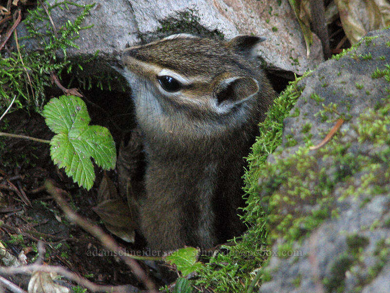 Townsend's chipmunk (Neotamias townsendii (Tamias townsendii)) [Indian Heaven Trail, Indian Heaven Wilderness, Skamania County, Washington]