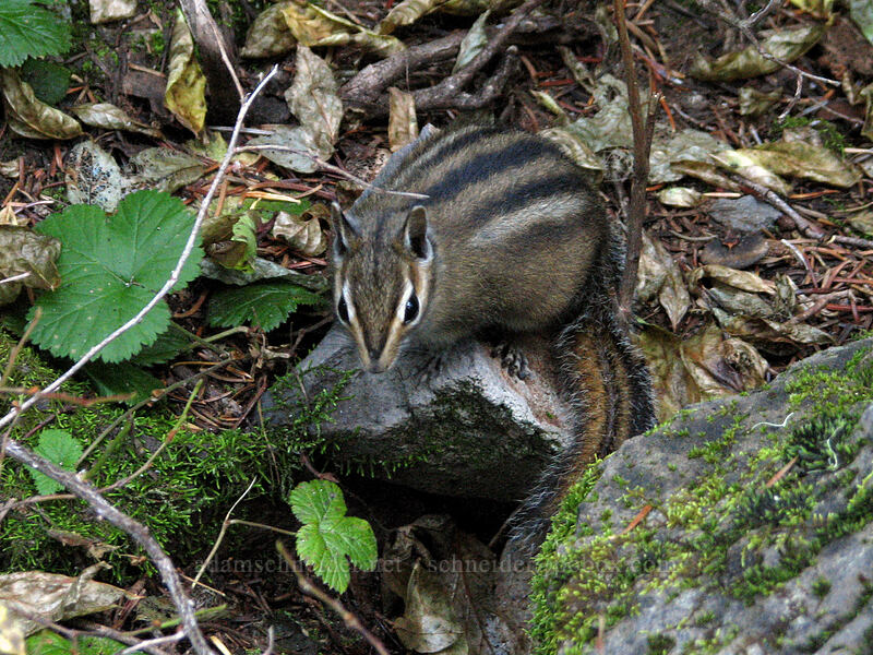 Townsend's chipmunk (Neotamias townsendii (Tamias townsendii)) [Indian Heaven Trail, Indian Heaven Wilderness, Skamania County, Washington]